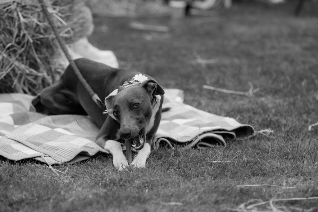 Elmbridge Farm wedding outdoor ceremony photos